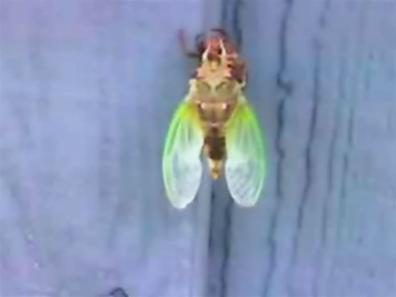 background taken wih Moto-V551